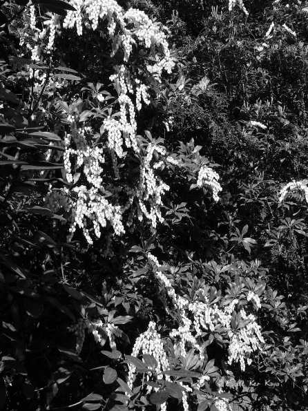 Bois des Moutiers (23) Avril 2012